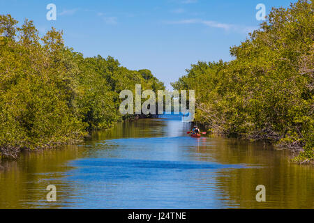 Canoeing on the Buttonwood Canal in the Flamingo area of Everglades National Park Florida Stock Photo