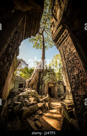 Angkor Wat complex, Ancient Khmer architecture and Ta Prohm temple with giant banyan tree., Siem Reap, Cambodia travel destinations Stock Photo