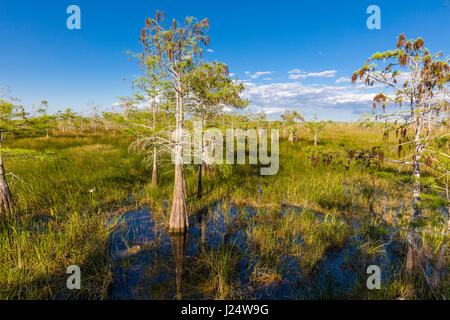 Dwarf Cypress trees in grasslands at the Pa-hay-okee Overlook in Everglades National Park Florida Stock Photo