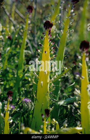 Desert candle, Desert Tortoise Natural Area, California Stock Photo