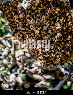A honey bee swarm hangs from a shrub in a yard in the San Francisco Bay Area, northern California. Bees are not usually aggressive during swarming. Stock Photo