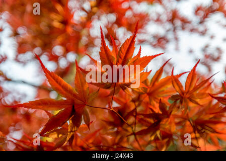 Brightly colored orange and red leaves of Japanese maple tree in spring, looks like fall color, but these leaves deepen to a dark red for summer first Stock Photo