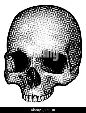 A drawing of a human skull in a vintage retro woodblock etched or engraved style Stock Photo