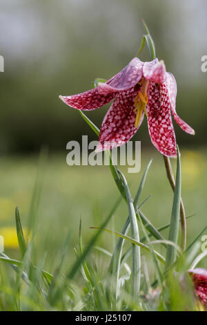 Close up of a purple and white snakes head fritillary flower with the petals open Stock Photo