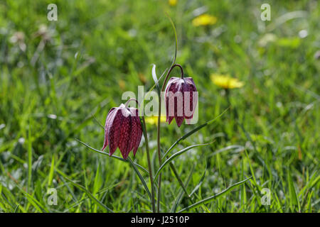 Two purple snakes head fritillary flowers Stock Photo