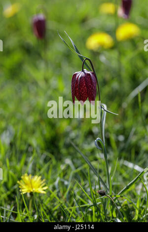 Single purple snakes head fritillary Stock Photo