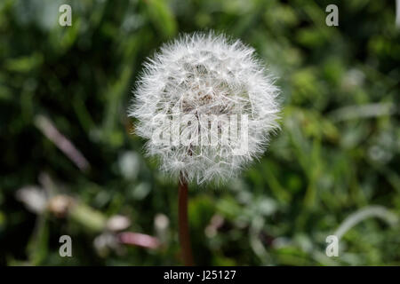Dandelion clock in full seed Stock Photo