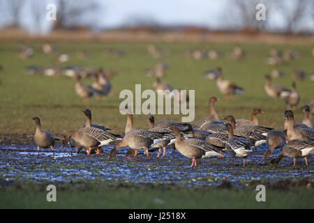 Pink-footed Geese, Anser platyrhynchos, flock at muddy pool in wet field Stock Photo