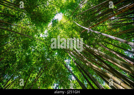 Green canopy of bamboo towering high in the sky above tall trunks of a young grove Stock Photo
