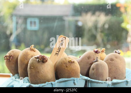 Chitting seed potatoes in egg box containers on sunny window sill to encourage strong sprouts before planting out in garden (pictured) Stock Photo