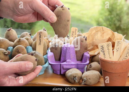 Male gardener chits varieties of seed potato in egg box trays on sunny window sill indoors to encourage strong shoots before planting out in garden Stock Photo