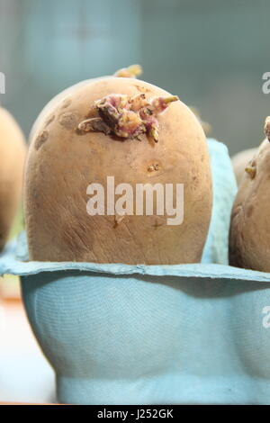 Chitting seed potatoes in egg box containers on sunny window sill to encourage strong sprouts before planting out in garden (pictured) Stock Photo