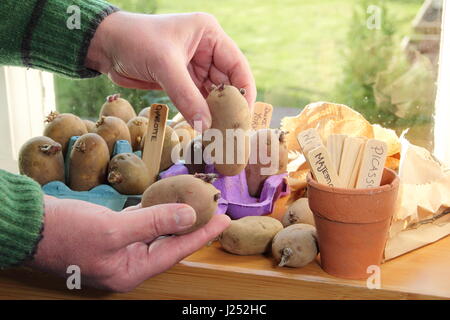 Male gardener chits varieties of seed potato in egg box trays on sunny windowsill indoors to encourage strong shoots before planting out in garden Stock Photo