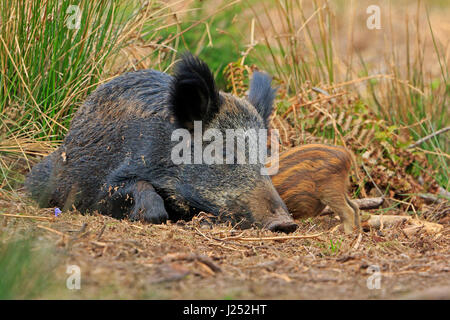 Wild Boar sow suckling piglet in the Forest of Dean Stock Photo