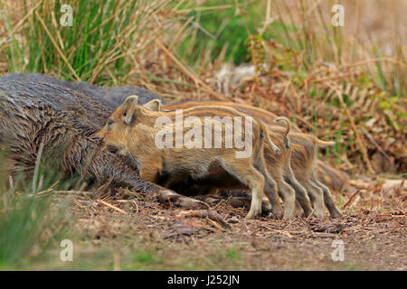 Wild Boar piglets suckling in the Forest of Dean Stock Photo