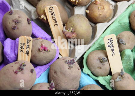 Labelling seed potatoes chitting in egg box containers indoors to encourage strong sprouts before planting out in vegetable patch Stock Photo