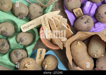 Labelleing seed potato varieties chitting in egg box  indoors to encourage strong sprouts before planting out in garden vegetable patch Stock Photo
