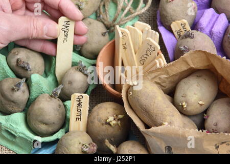 Male gardener labelling seed potatoes chitting in egg boxes indoors to encourage strong sprouts before planting out in garden vegetable patch Stock Photo