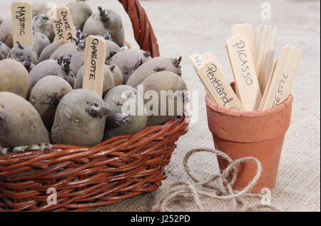 Seed potatoes prepared for chitting in a bright environment, to encourage strong shoots before planting out in the garden Stock Photo