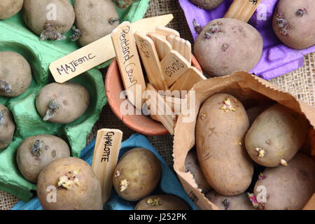 Labelled seed potatoes chitting in egg box containers indoors to encourage strong sprouts before planting out in vegetable patch Stock Photo