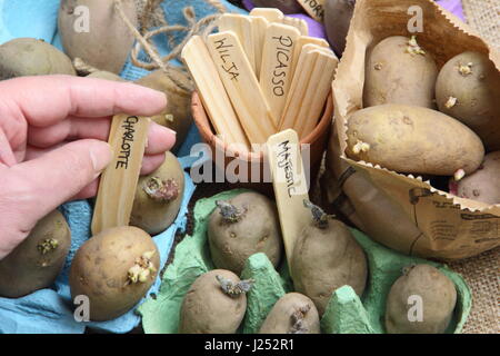 Male gardener labelling seed potatoes chitting in egg box in indoors to encourage strong sprouts before planting out in garden vegetable patch