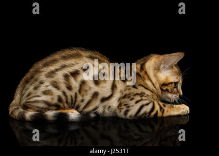 Bengal Kitten on isolated Black Background Stock Photo