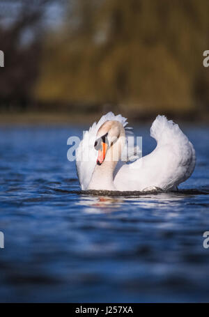 male Mute swan, (Cygnus olor), displaying plumage during courtship phase, Regents Park, London, United kingdom Stock Photo