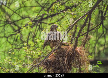 Oriental Honey Buzzard, (Pernis ptilorhynchus), also known as the Crested Honey buzzard, raiding a Pied Myna's nest, ((Gracupica contra), India Stock Photo