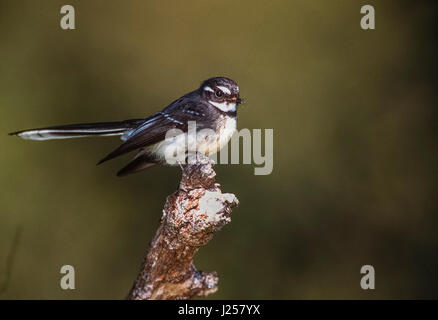 Grey fantail, (Rhipidura fuliginosa, race: alisteri), perched on branch, New South Wales, Australia Stock Photo