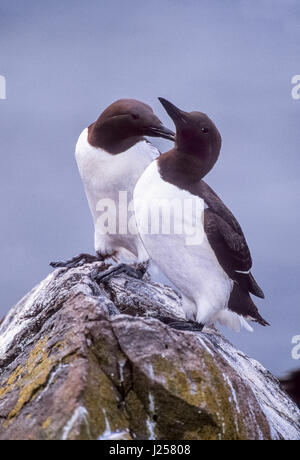 Two Common Murre or Common Guillemot ,(Uria aalge), breeding pair mutual preening on a rock, Farne Islands, Northumberland, British Isles Stock Photo