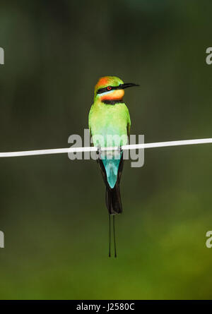 adult Rainbow bee-eater ,(Merops ornatus), perched on wire, Byron Bay, New South Wales, Australia Stock Photo