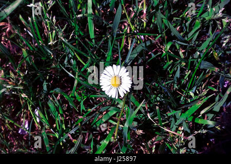 One little white English daisy (Bellis perennis) in flower in a meadow. Stock Photo