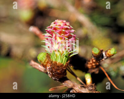 flower of Japanese Larch or karamatsu (Larix kaempferi) in bright sunshine showing pink and yellow bracts with green needles at base of future cone Stock Photo