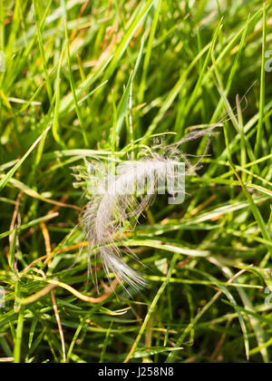 A detailed and spidery feather laying and swaying on the lush grass ground in spring from a bird dropped in spring crisp and sharp in focus Stock Photo