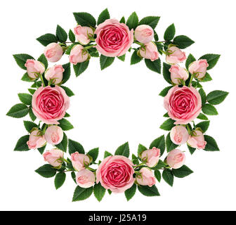 Pink rose flowers round frame isolated on white. Flat lay. Top view ...