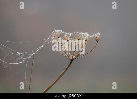 Cobwebs covered in dew on a foggy morning. Norfolk, UK. Stock Photo