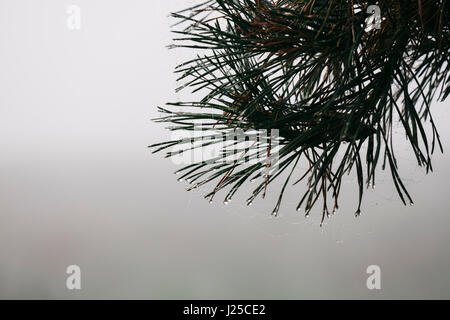 Tree needles covered in dew on a foggy morning. Norfolk, UK. Stock Photo