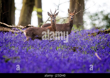 Deer roam through bluebells in Micheldever Wood in Hampshire, as the blast of Arctic weather that has brought snow to northern Scotland continues to move south. Stock Photo