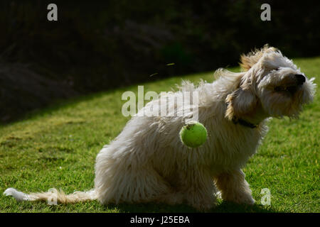 Cockerpoo shaking head in garden with tennis ball Stock Photo