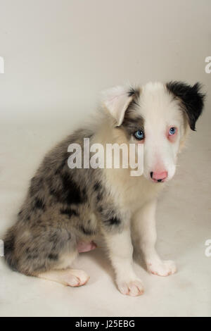a beautiful border collie blue merle dog and puppy Stock Photo