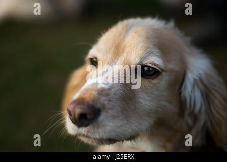 A beautiful springer spaniel on a walk Stock Photo