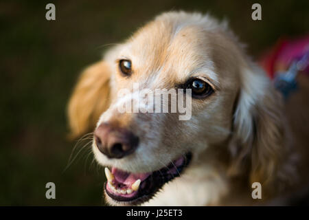 A panting springer spaniel Stock Photo