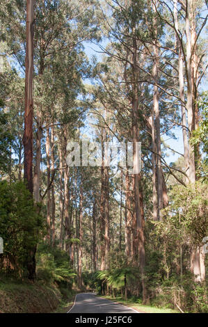 Mountain ash forest at Mt St Leonard, Yarra Ranges National Park, Toolangi, Victoria, Australia Stock Photo