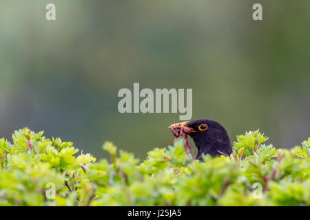 Wildlife: male blackbird (Turdus merula) semi-hidden in the hedgerow with beak full of worms to feed spring brood, Burley-in-Wharfedale, Yorkshire, UK Stock Photo