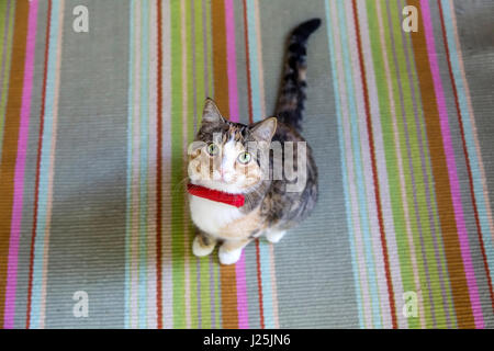 A cute kitten with green eyes and wearing a red bowtie looks up from a colorful striped rug. Stock Photo