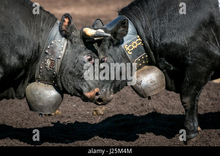 Eringer cows locking horns during a cow fight, tradition, heritage from the Valais, Le Chable, Switzerland, Stock Photo