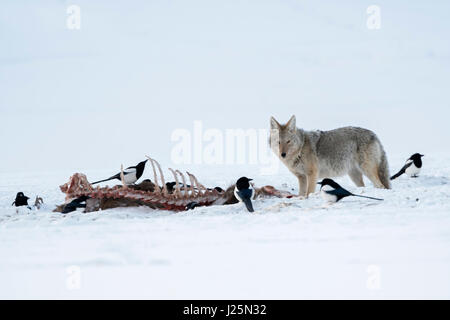 Coyote / Kojote ( Canis latrans ) in winter, standing next to a carcass, probably a wolf kill, together with magpies in high snow, Yellowstone NP, USA Stock Photo