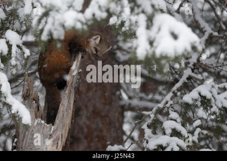 American Pine Marten / Baummarder ( Martes americana ) in winter, curious, funny, climbing on an old broken tree in deep snow, Yellowstone NP, USA. Stock Photo