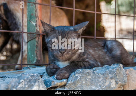 Adorable young black cat is sleeping outdoors in the shadow. Stock Photo