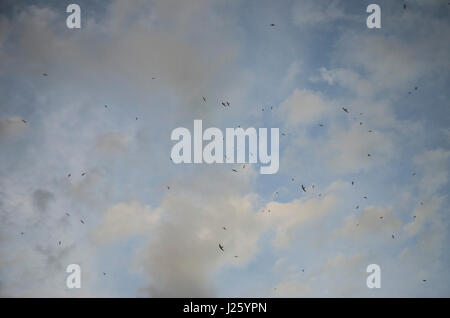 Sparrows Flying Through Dusky, Cloudy Sky over Dubrovnik, Croatia Stock Photo